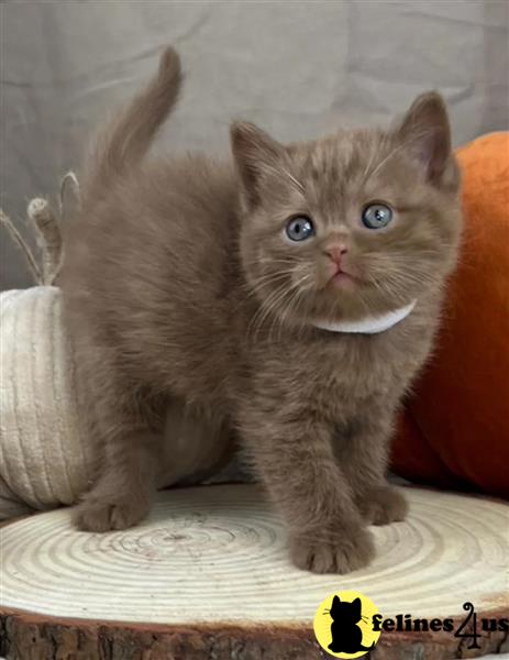 Remaining - Chunky BSH Kittens GCCF Reg