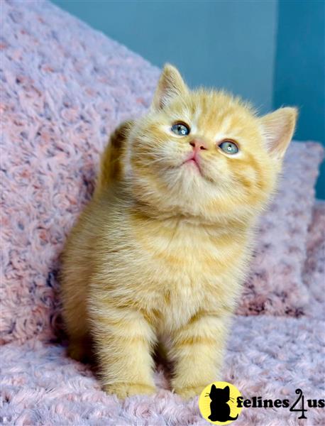 Cute GCCF British Shorthair kittens