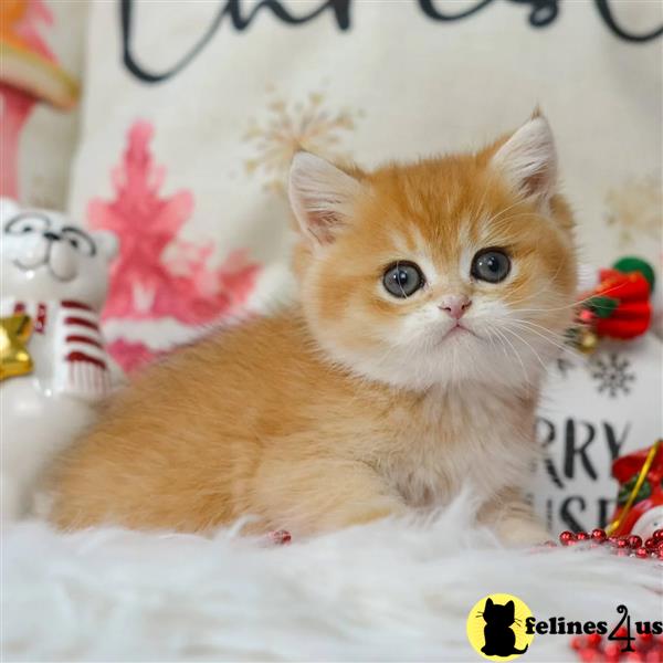 British Shorthair Kittens Ready to Go
