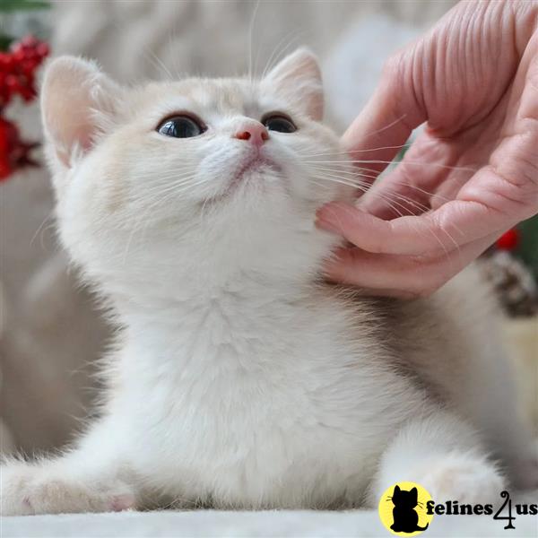 Stunning BSH kitten