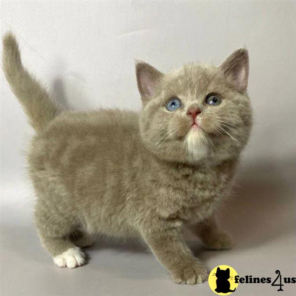 Blue British Shorthair GCCF registered.