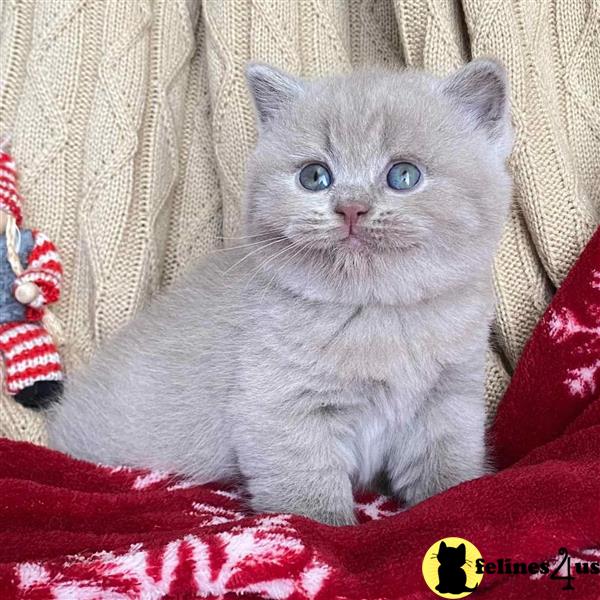 GCCF registered British shorthair kittens