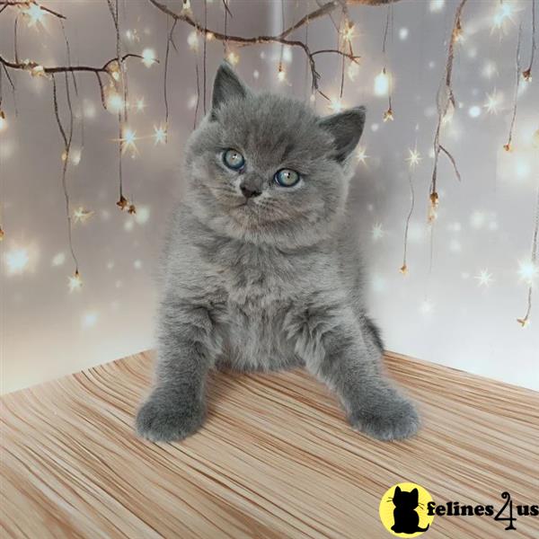 Beautiful British shorthair kittens 🐈⬛