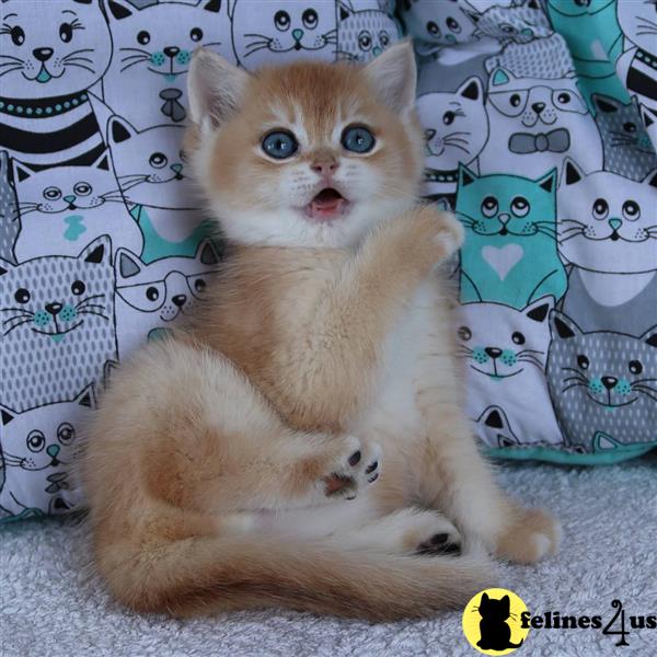 Gorgeous Affectionate Playful. Cream BSH Kittens