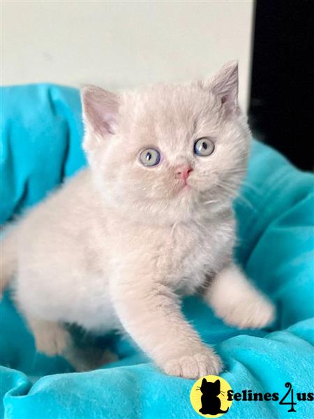 Pedigree GCCF Reg BSH black silver tabby kitten