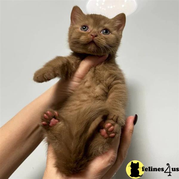 Pure bread BSH amazing kittens