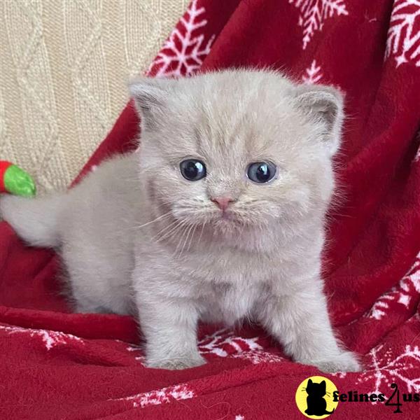 Pedigree Registered British Short Hair Kittens