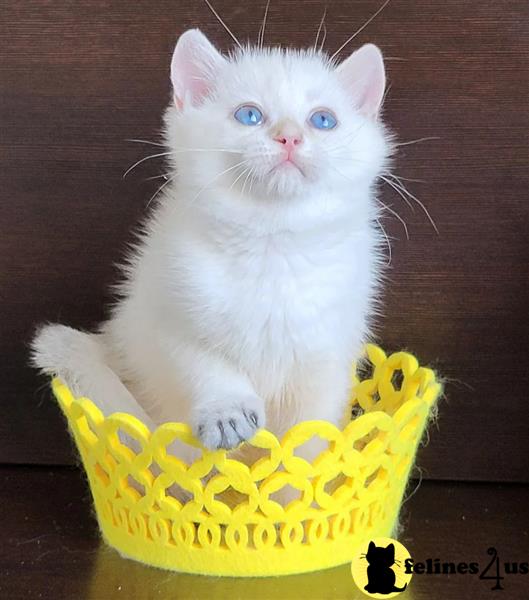 Beautiful British shorthair blue kittens