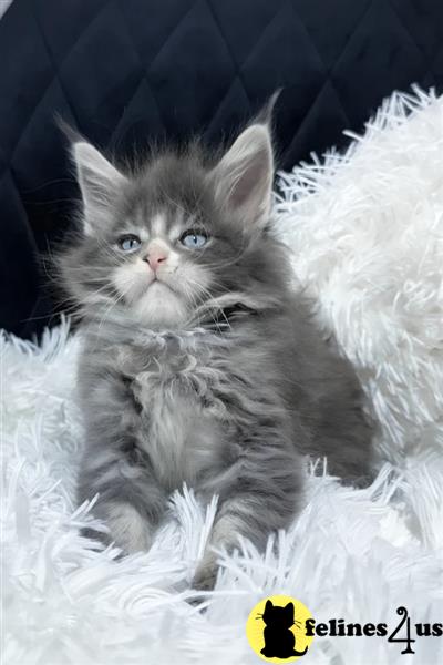6 Pure Maine Coon Kittens for sale Reserved.Tica Maine Coon Boy Stunning