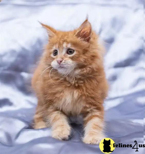 Maine Coon boy looking for new loving home TICA.