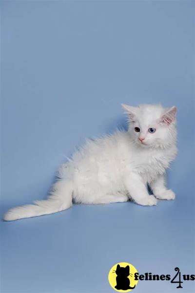 Beautiful Maine Coon kittens
