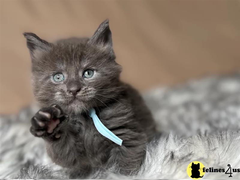 Adorable TICA Maine Coon Kittens