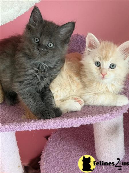 Gorgeous Maine coon kittens