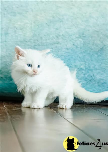 Maine coon kittens