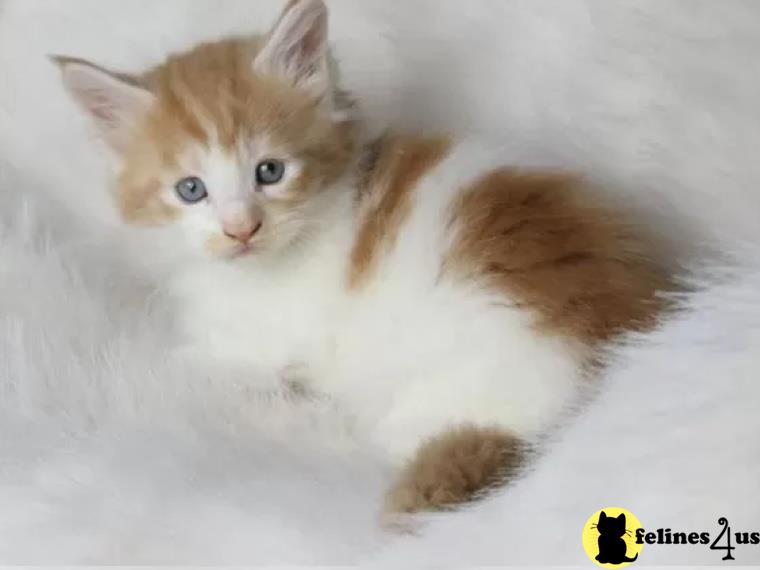 Maine coon tabby kittens