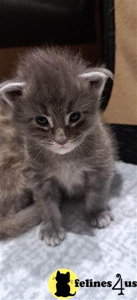 a maine coon kitten sitting on a blanket