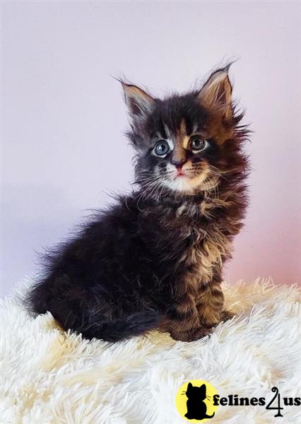 a maine coon cat sitting on a blanket