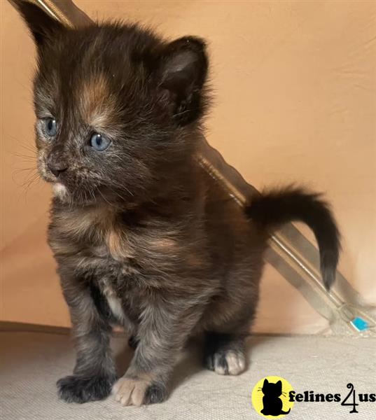 a maine coon kitten with a knife in its mouth