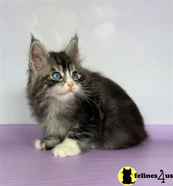 a maine coon kitten sitting on a purple surface