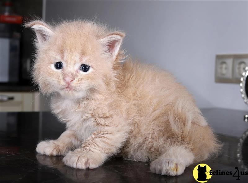 a maine coon kitten sitting on a table