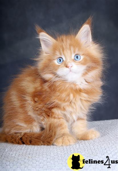 a maine coon cat sitting on the ground