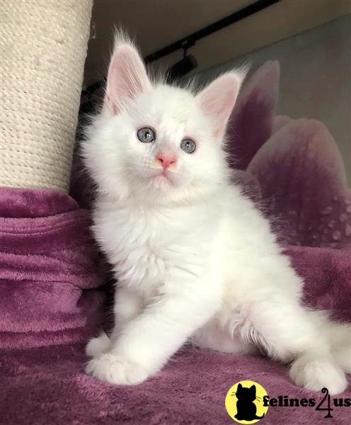 a white maine coon cat sitting on a couch