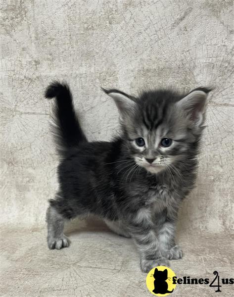 a maine coon kitten standing on a carpet