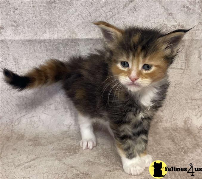 a maine coon kitten standing on a carpet