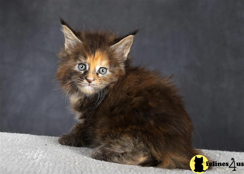 a maine coon cat sitting on a surface