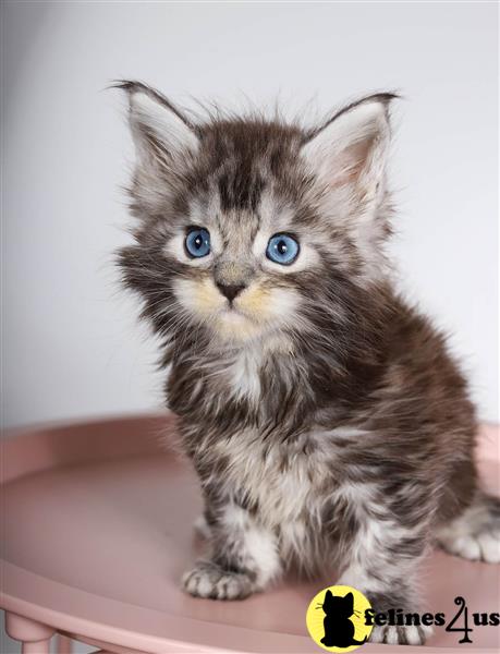 a maine coon kitten with blue eyes