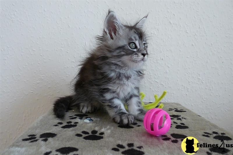 Maine Coon TICA reg kittens/health checked parent.s