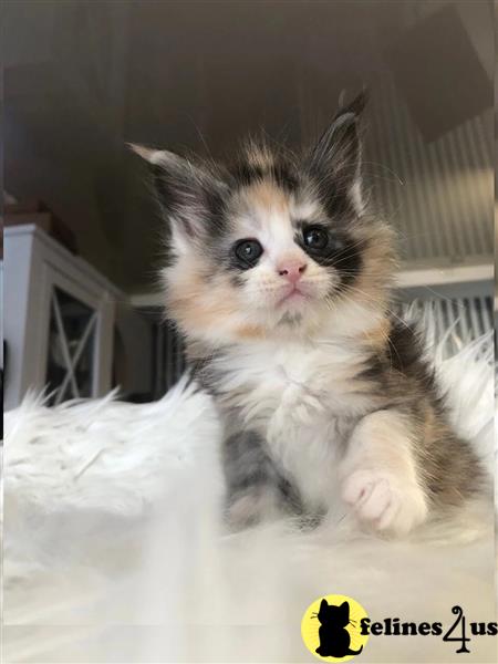 TICA Registered Pedigree Maine Coon Kittens