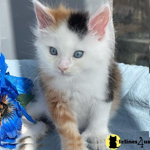 Big Chunky American Bloodline Maine coons