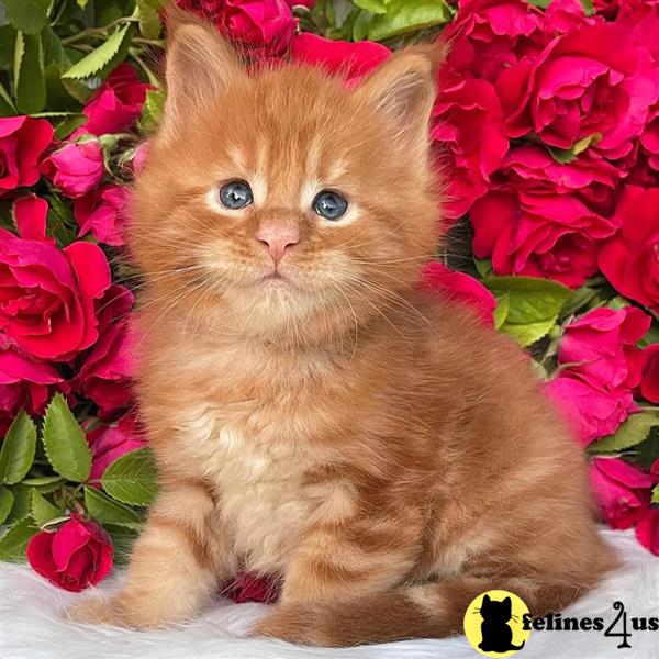 Pure white Pedigree Tica registered Maine Coon