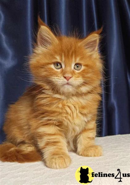 Beautiful Maine Coon Kittens