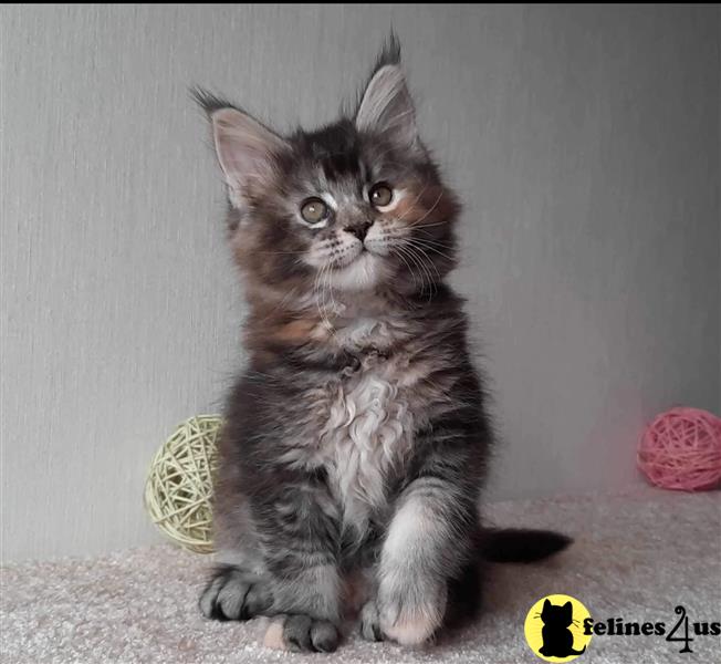 Adorable Maine coom Kittens GCCF
