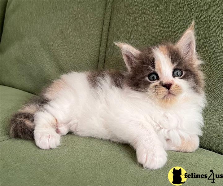 Gorgeous Maine coon kittens ready to go