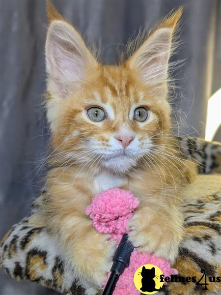 Silver Tabby GCCF Maine Coon Kittens