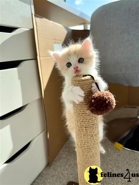 Appreciative Munchkins kittens