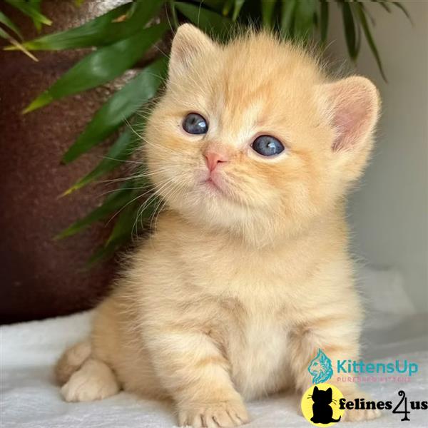 Courteous Munchkins kittens