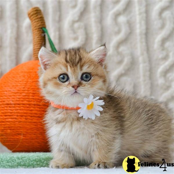 Pure bread Munchkins kittens are ready to go no.w