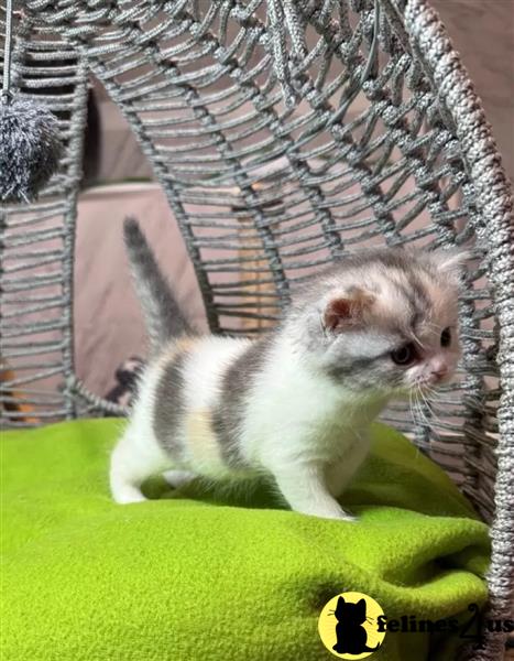 Cute Munchkins kittens