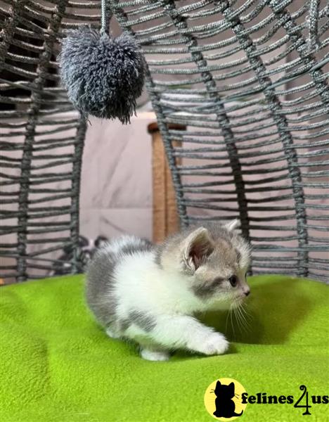Gorgeous Munchkins kittens