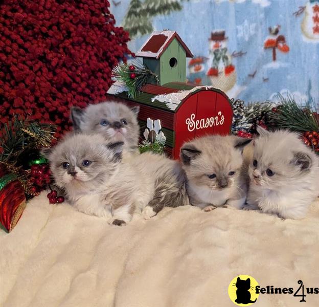 Affectionate Munchkins kittens
