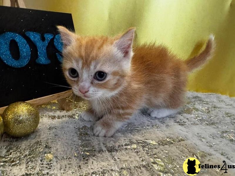 Beautiful fluffy Munchkins kittens registered.