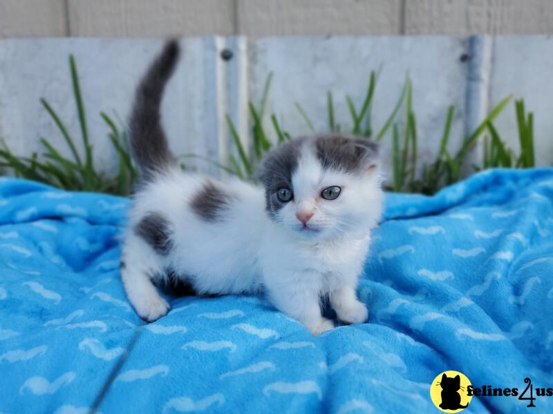 Capable Munchkins kittens