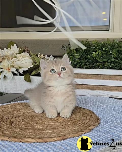 Appreciative Awesome Munchkins kittens