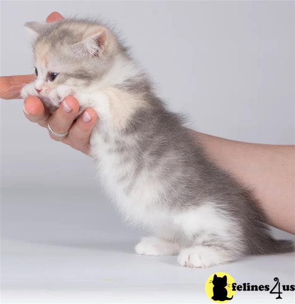 a person holding a munchkin cat