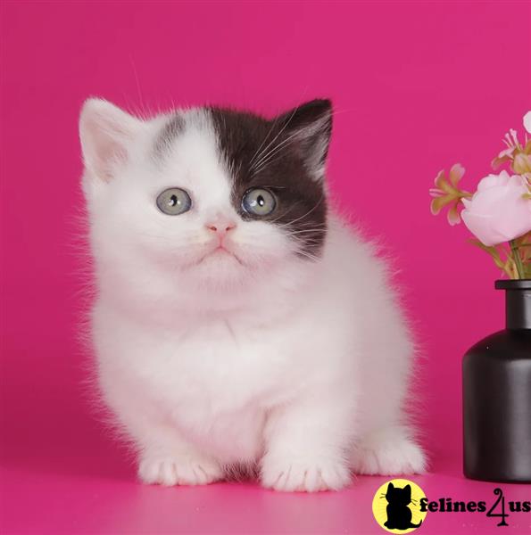 a munchkin cat with a pink background