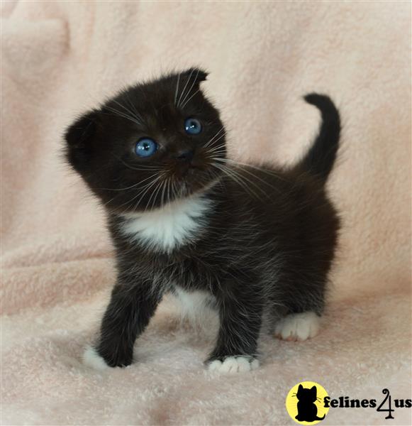 a black and white munchkin kitten